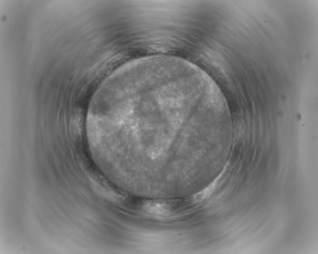 X0000088200174200706051241