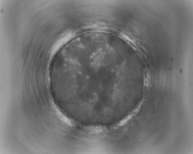 X0000088200245200706051239