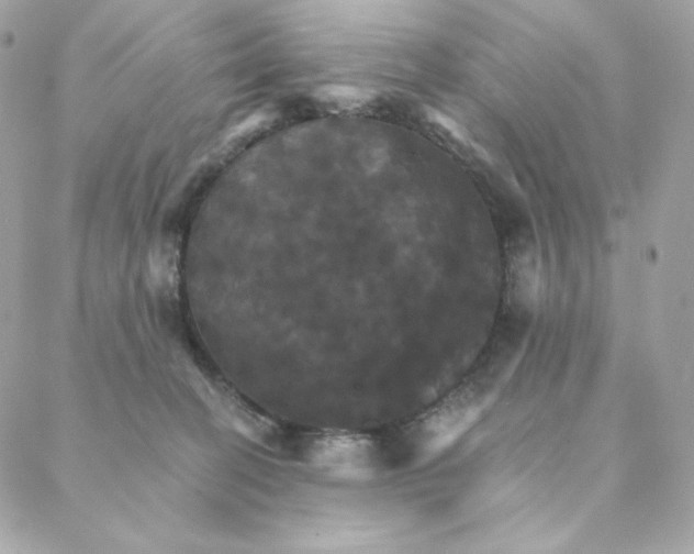 X0000088200274200706051239