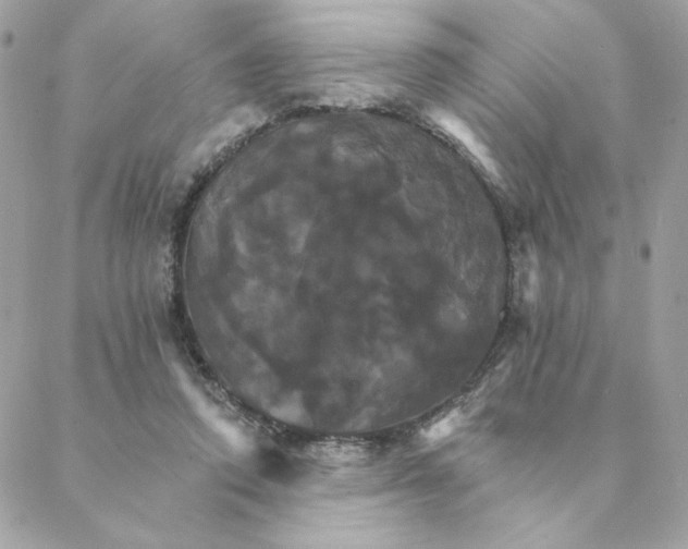 X0000088200354200706051237