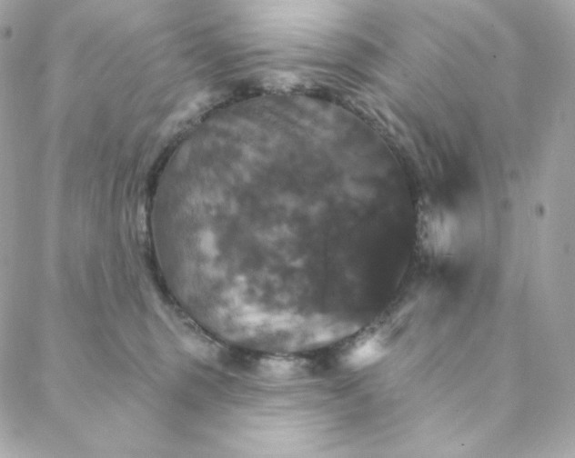 X0000088200375200706051238