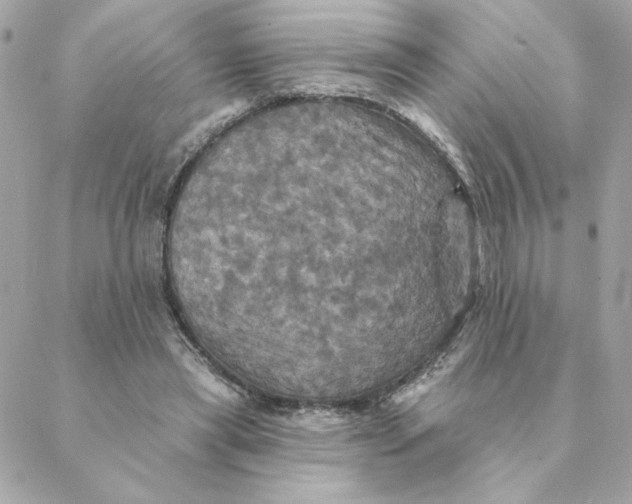 X0000088200445200706051236