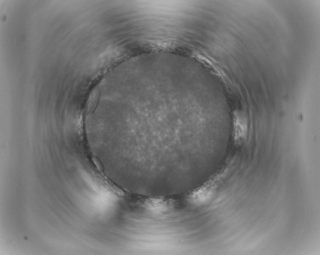 X0000088200613200706051233