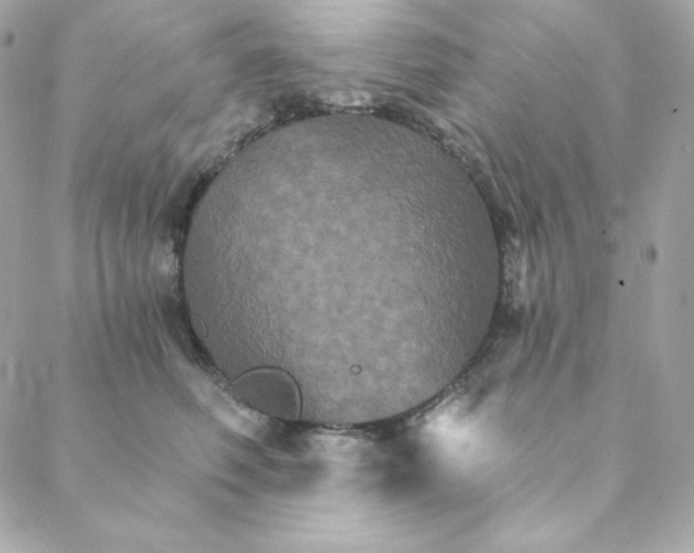 X0000088200614200706051233