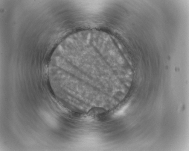 X0000088200624200706051233