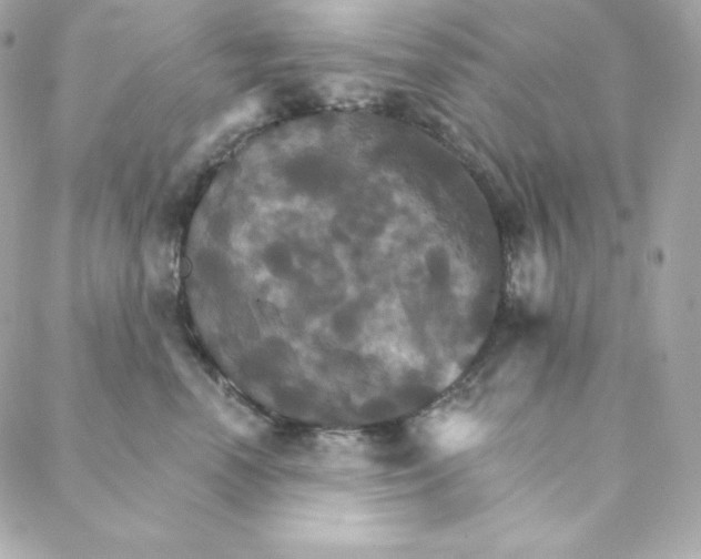 X0000088200666200706051233