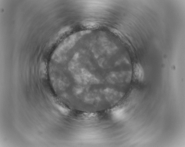 X0000088200667200706051233