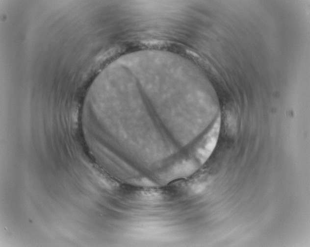 X0000088200668200706051233