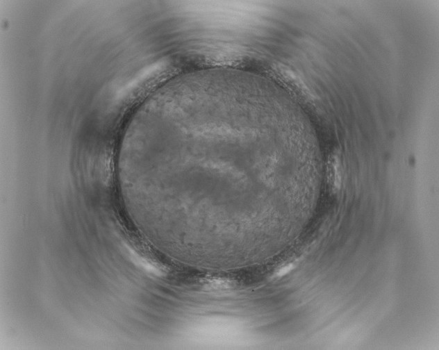 X0000088200741200706051231