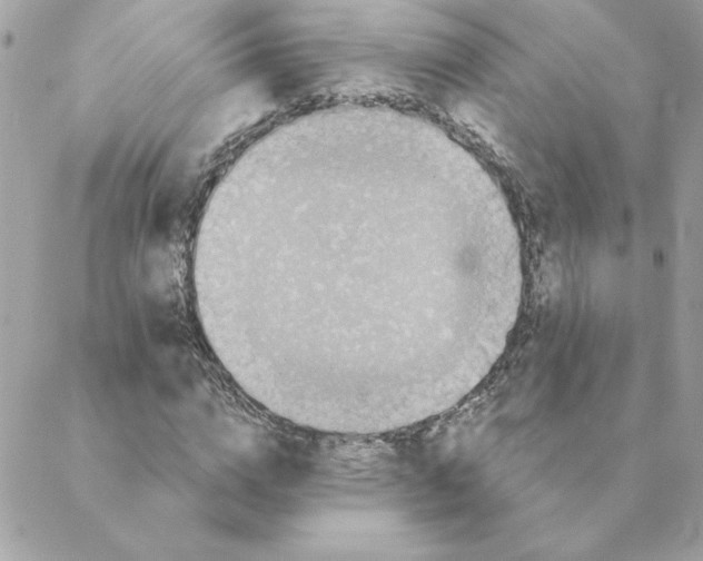 X0000088200824200706051229