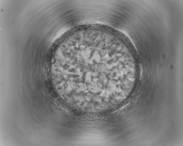 X0000088200871200706051229