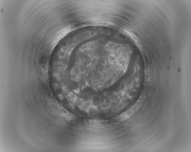 X0000088200875200706051229