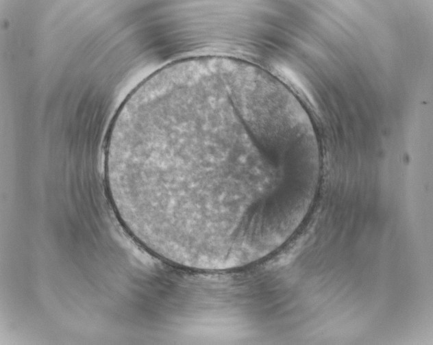 X0000088200900200706051229