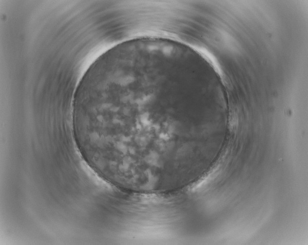 X0000088200903200706051229