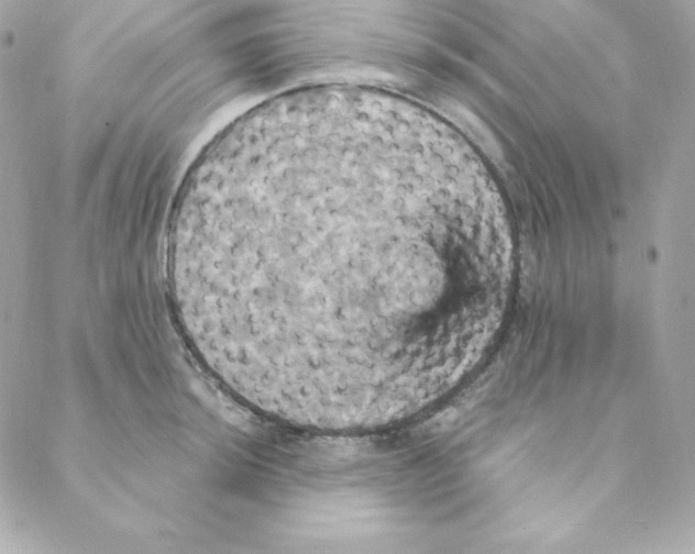 X0000088201044200706051227