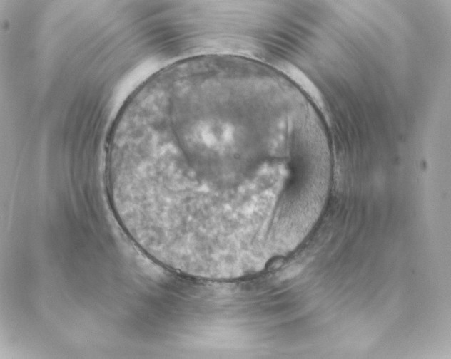 X0000088201096200706051225