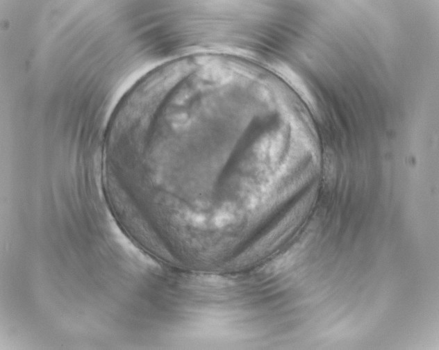 X0000088201100200706051225