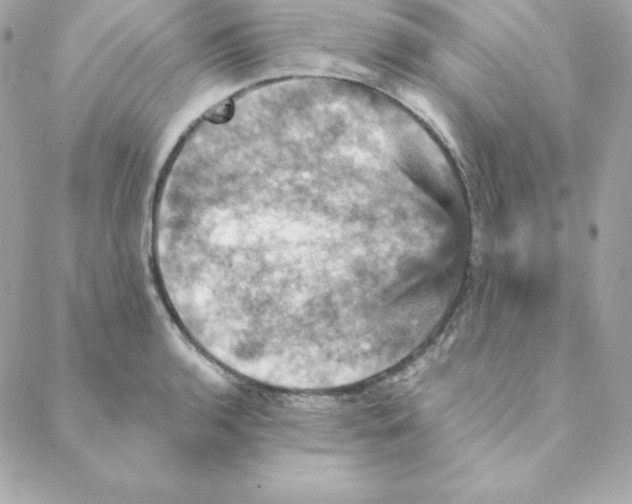 X0000088201136200706051225