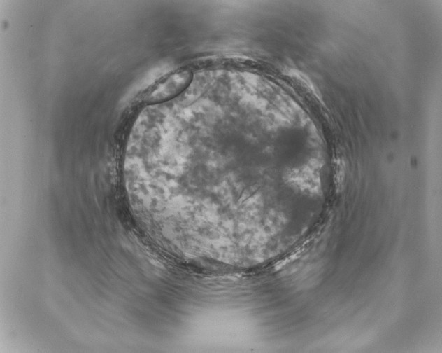 X0000088201159200706051224