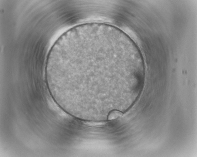 X0000088201296200706051222