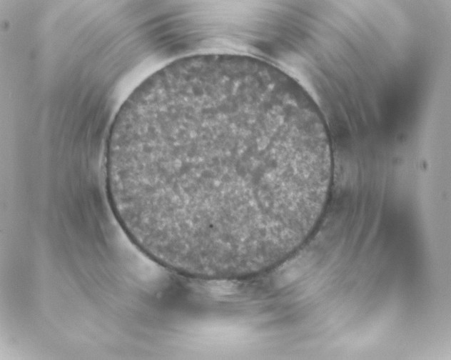 X0000088201387200706051221