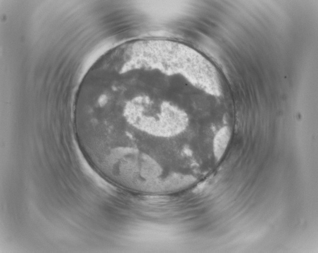 X0000088201483200706051219