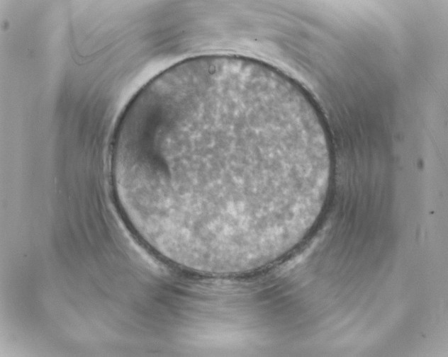 X0000088201517200706051219