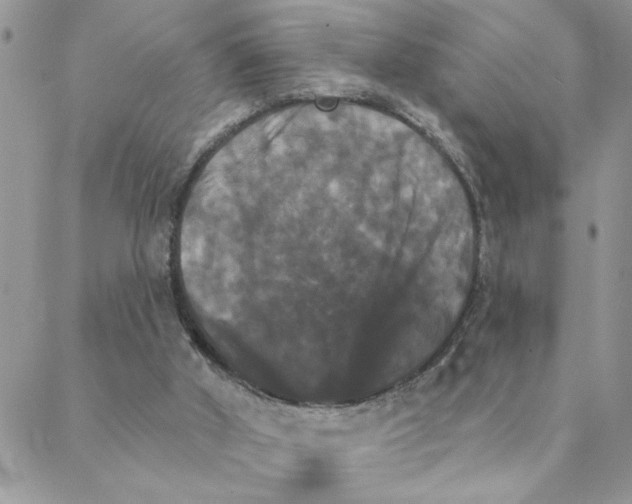 X0000088200010200706121752