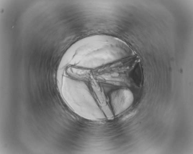 X0000088200432200706121745