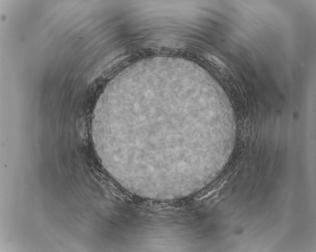 X0000088200774200706121739