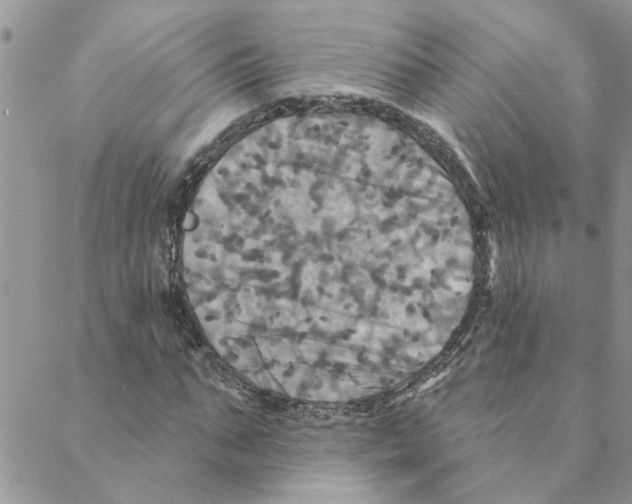 X0000088200871200706121738