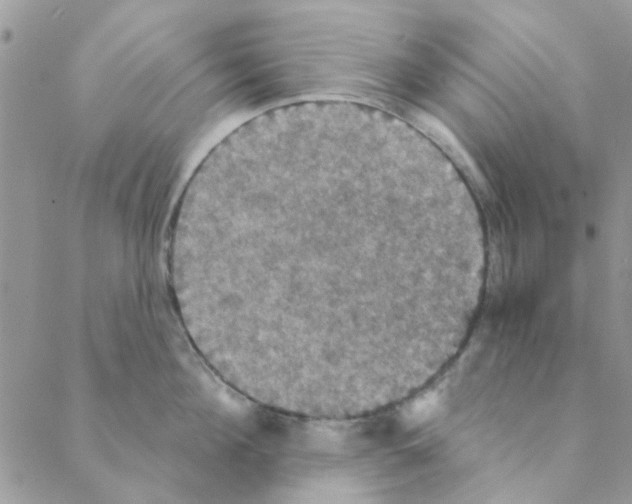 X0000088200908200706121737