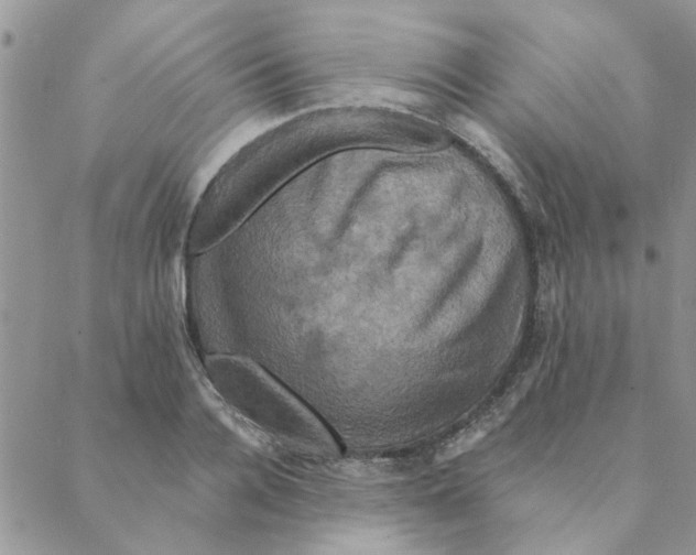 X0000088200936200706121737