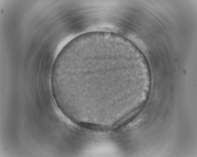 X0000088200960200706121737