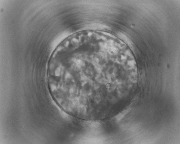 X0000088201103200706121734