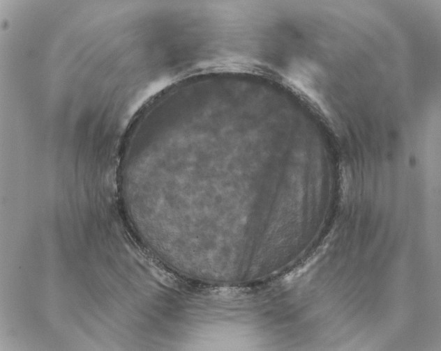 X0000088201166200706121733