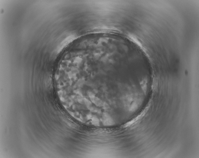 X0000088201259200706121732