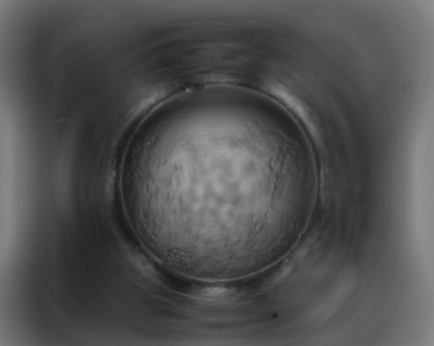 X0000088210153200705221750