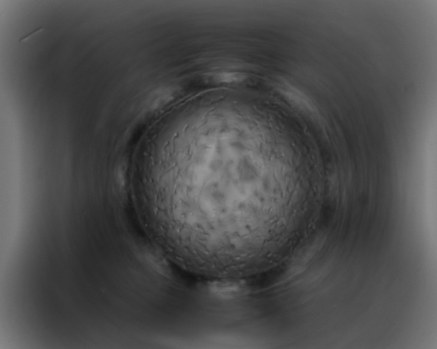 X0000088210373200705221748