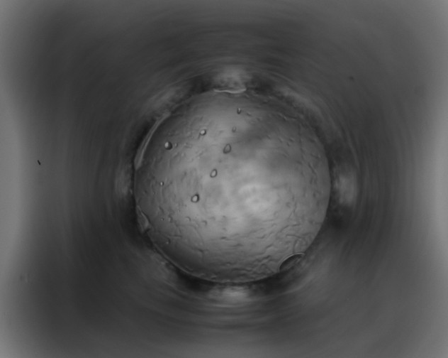 X0000088210665200705221744
