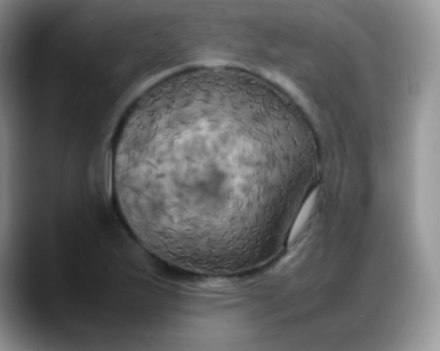 X0000088211175200705292046