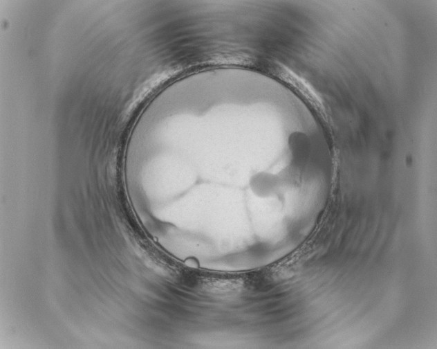 X0000088210155200706051305