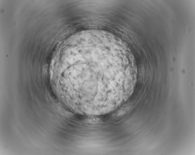 X0000088210278200706051304