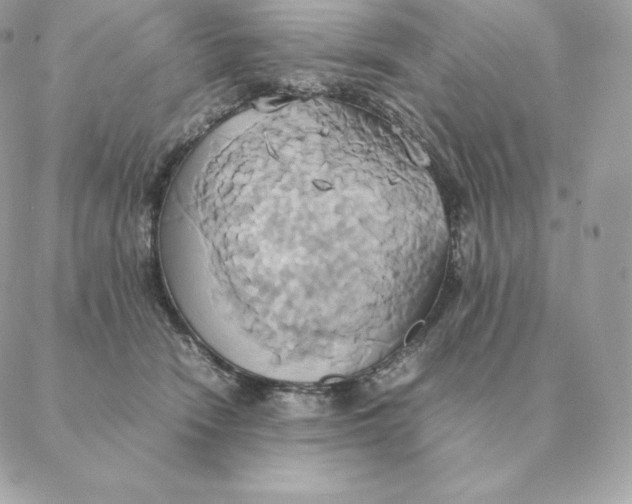 X0000088210466200706051301