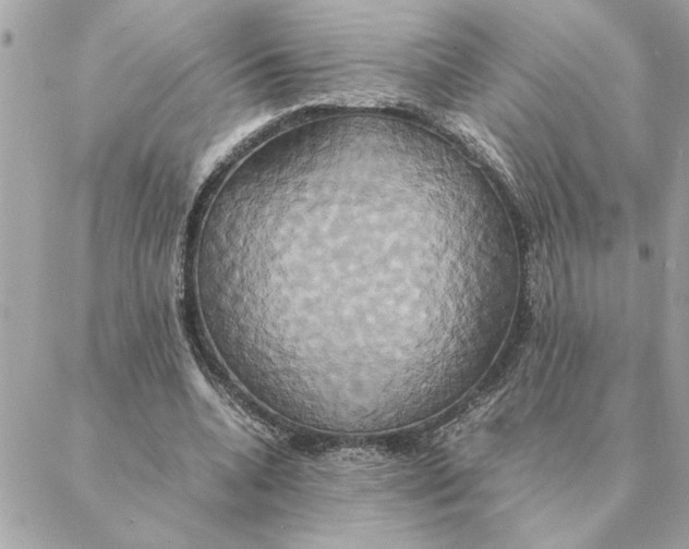 X0000088210536200706051259