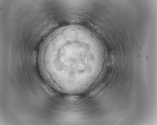 X0000088210664200706051258