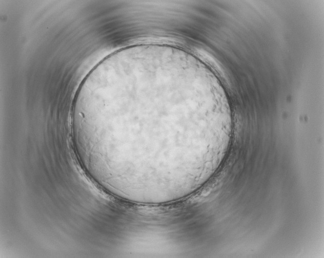 X0000088210852200706051255