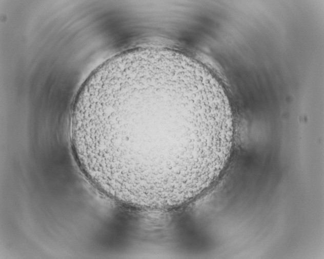 X0000088211130200706051250