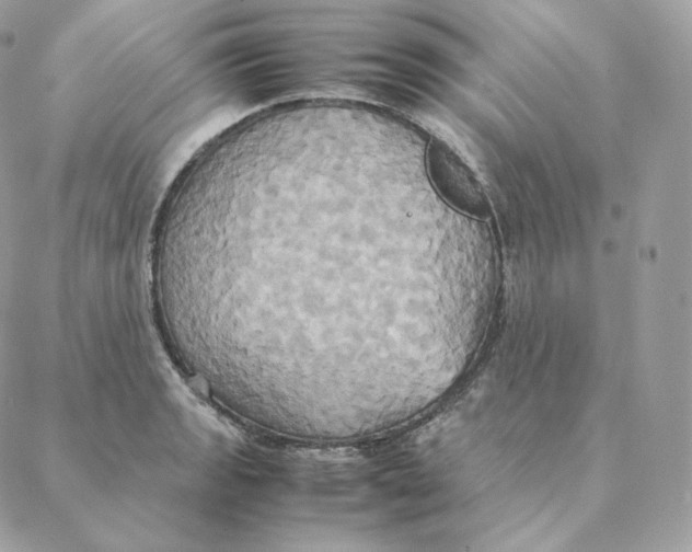 X0000088211133200706051250