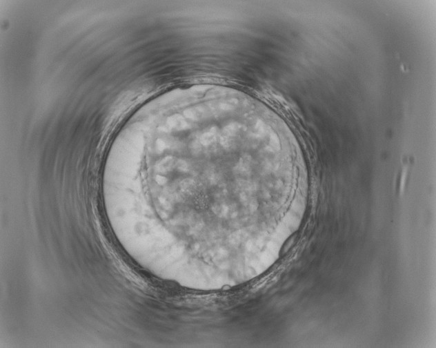 X0000088210049200706121815